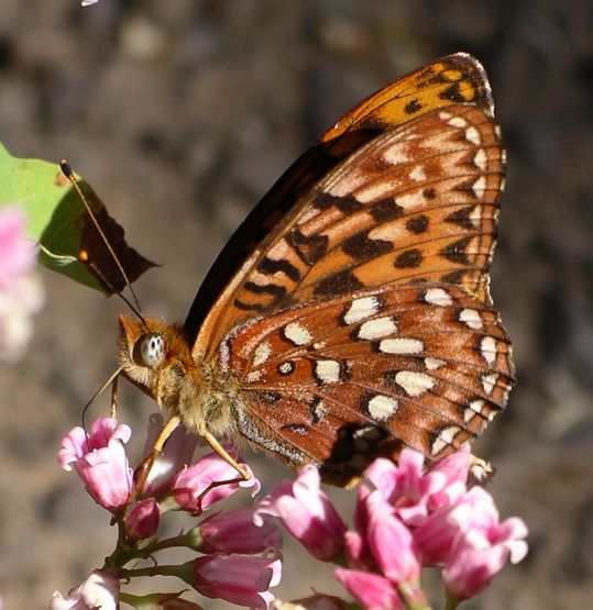 Great Basin Fritillary (Speyeria egleis)